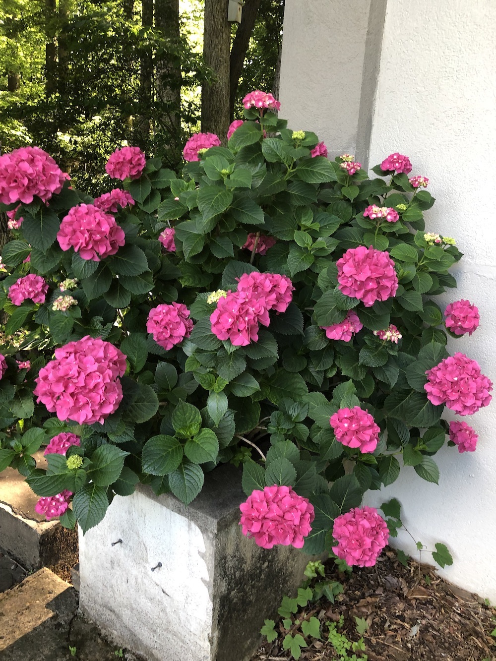Flower 1