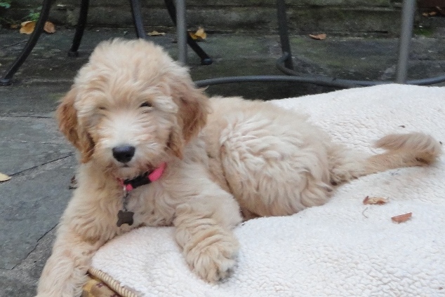 goldendoodle